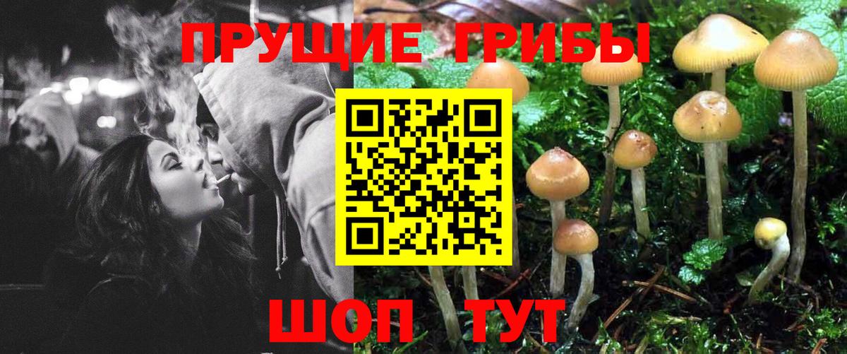 Галлюциногенные грибы Psilocybe Десногорск